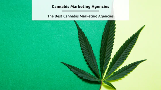 Cannabis Marketing Agencies - Stock Feature Image from Canva of a cannabis leave against a green and yellow background